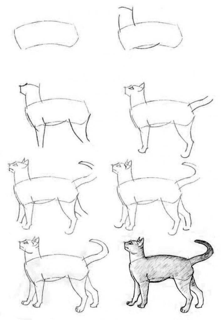Срисовки котенка для начинающих 