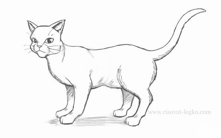 Как нарисовать кота поэтапно простым карандашом