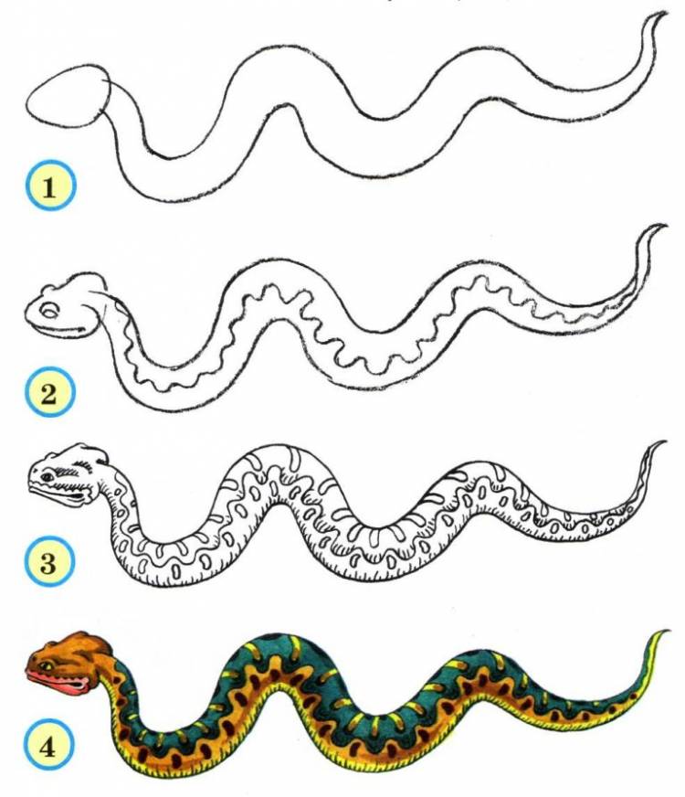 Змеи Срисовки Легкие Пошаговые 