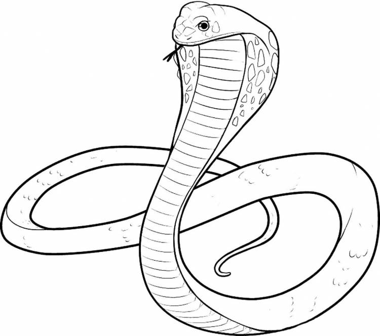 Змея контурный рисунок