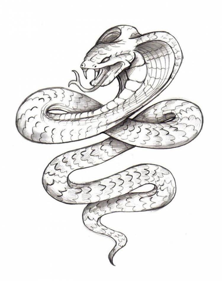 Как нарисовать змею поэтапно карандашом 