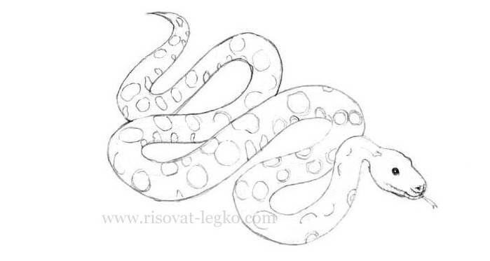 Как нарисовать змею поэтапно карандашом