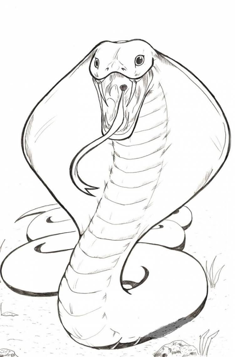 Как нарисовать змею пошагово своими руками