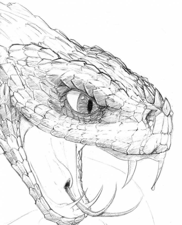 Картинки змей для срисовки 