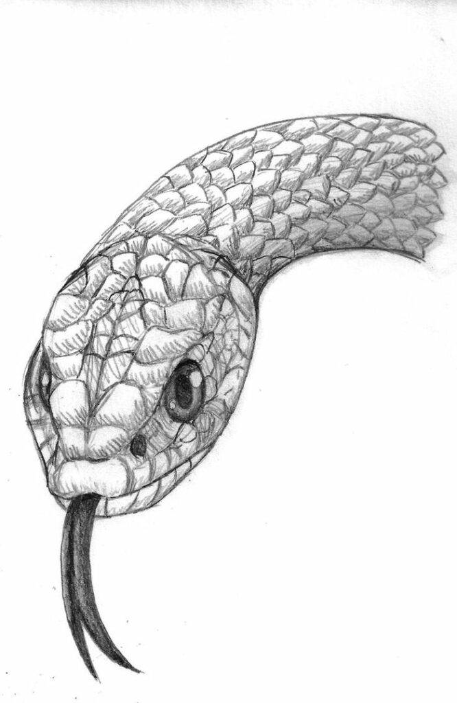 Картинки змеи для срисовки карандашом