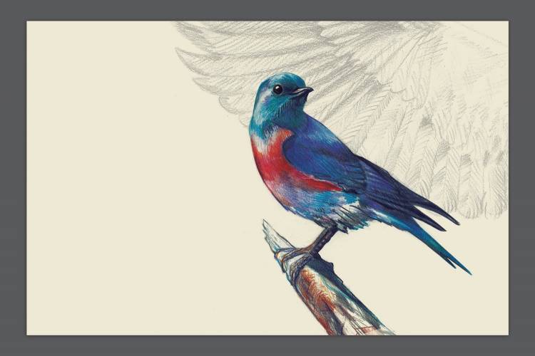 Синяя птица рисунок карандашом