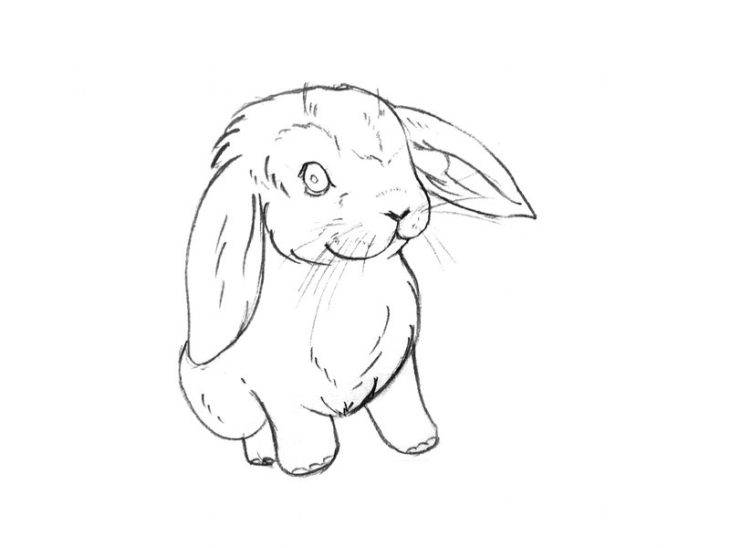 Кролики для срисовки 