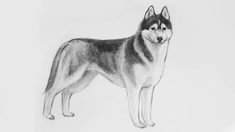 How to draw a dog haski