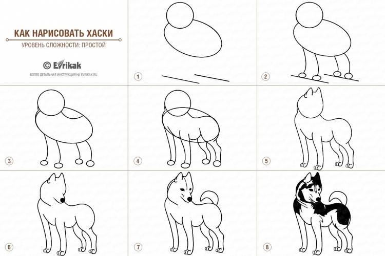 Как по инструкции рисовать собаку хаскиpict
