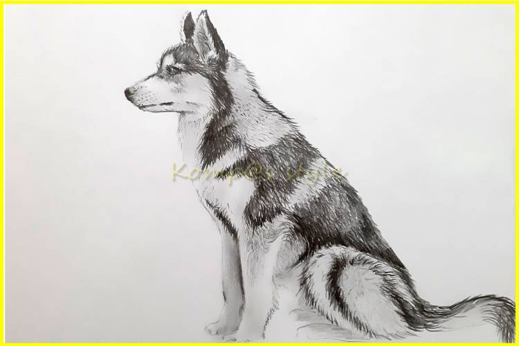 Как нарисовать собаку Хаски карандашом