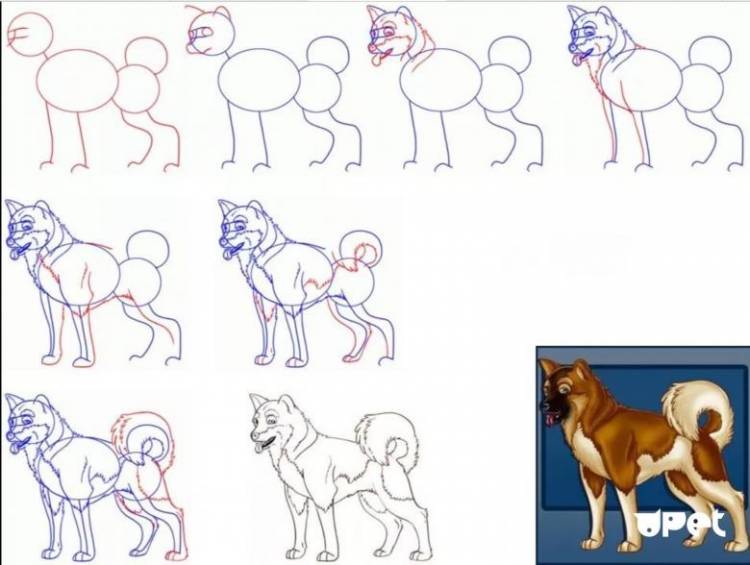 Как нарисовать собаку поэтапно карандашом 