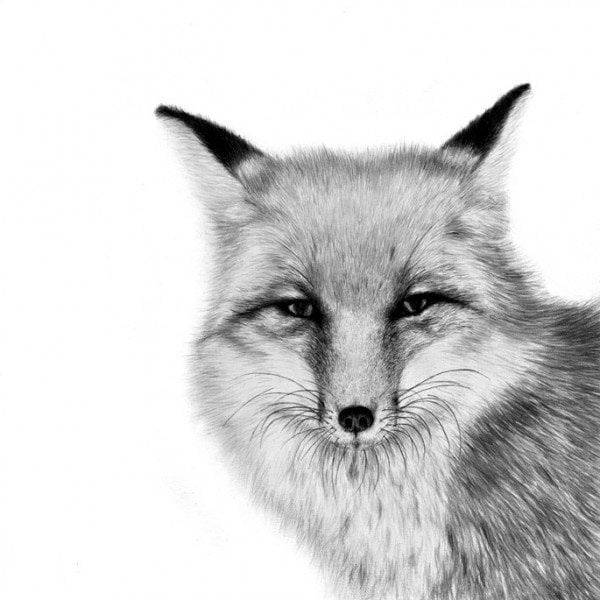 картинок животных для срисовки карандашом » Dosuga
