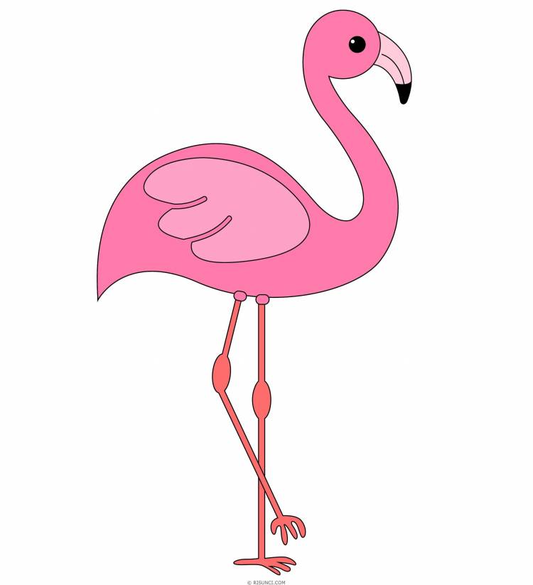 Фламинго для срисовки 