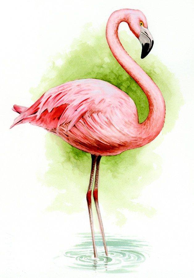 Картинки фламинго для срисовки