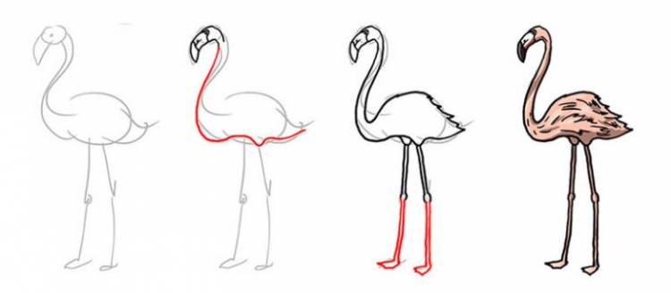 Фламинго Срисовки Легкие Пошаговые Рисунки Для Начинающих Карандашом Простые Идеи Красивые Картинки