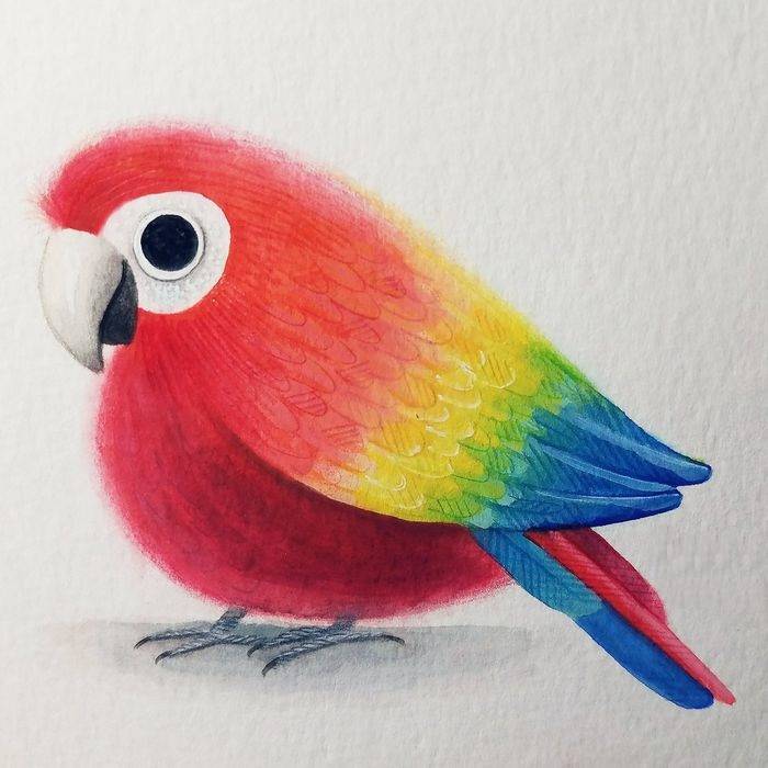 Срисовка разноцветный попугай цветными карандашами
