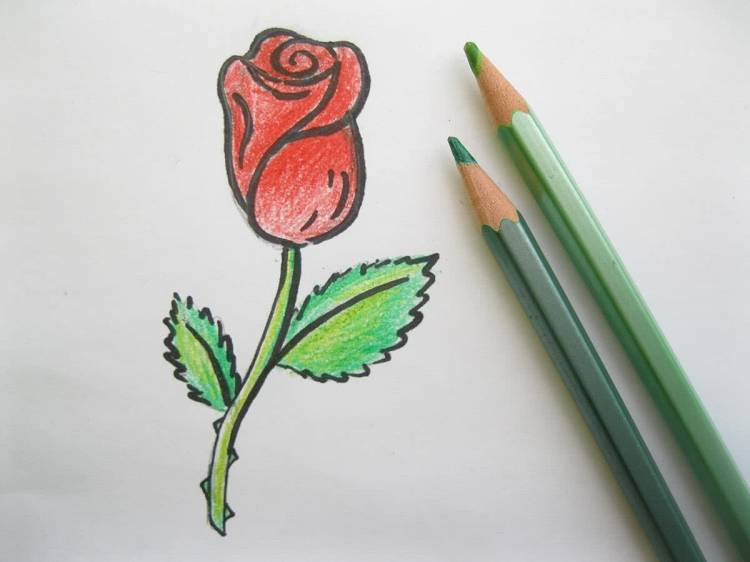 Легкие рисунки цветными карандашами для начинающих