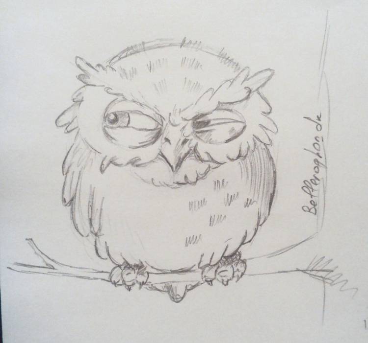 Сова карандашом owl in pencil