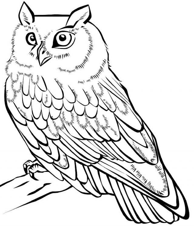 Рисунки совы карандашом для срисовки 