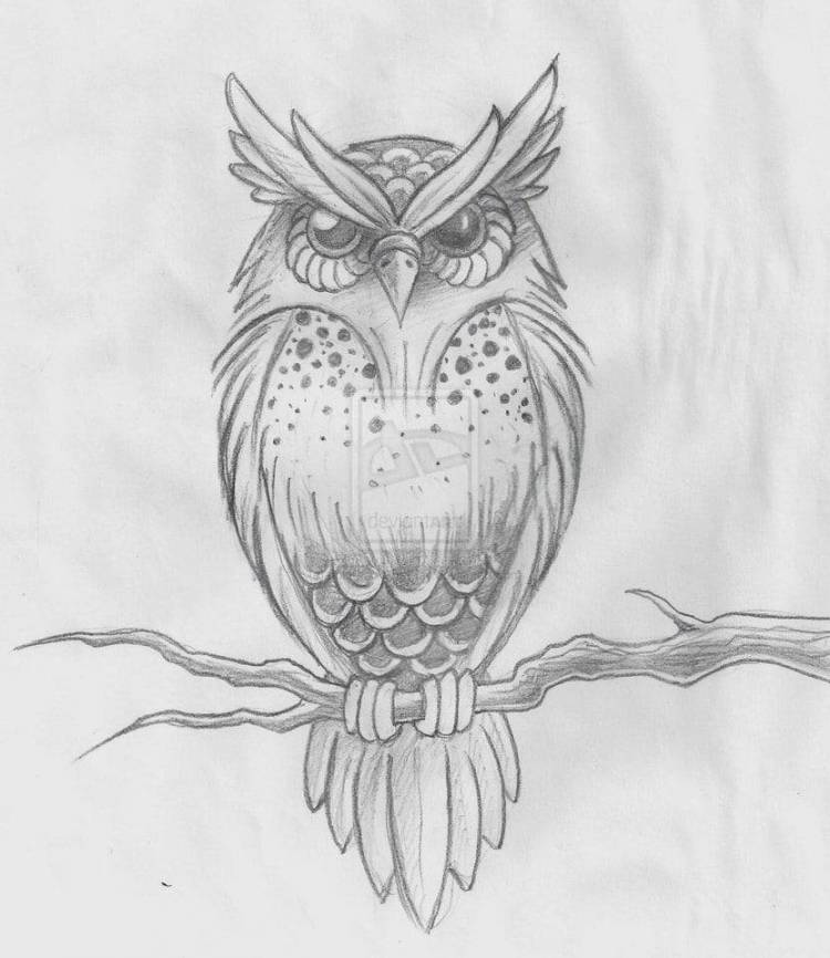 Рисунок совы карандашом легкий