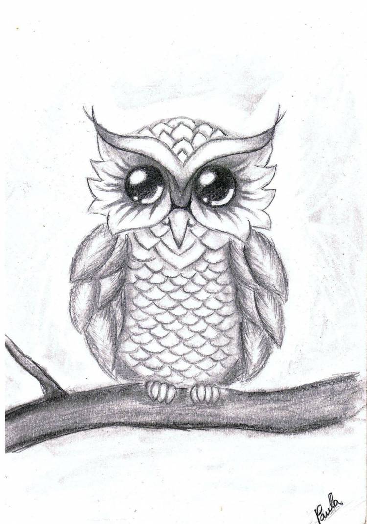 Рисунок совы карандашом для срисовки