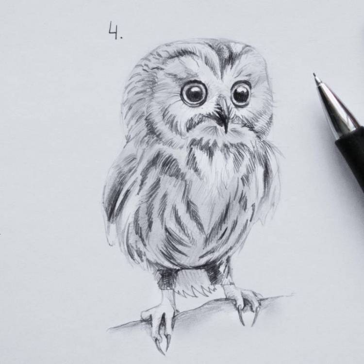 Как нарисовать сову карандашом