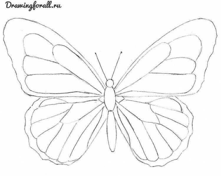 как нарисовать красивую бабочку карандашом