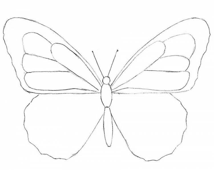 Бабочки, картинки для детей 