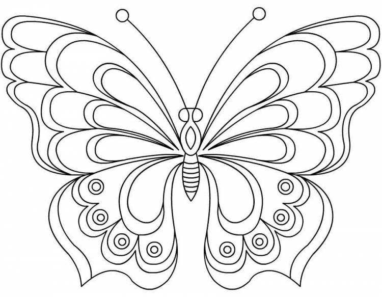 Рисунки бабочек для срисовки 