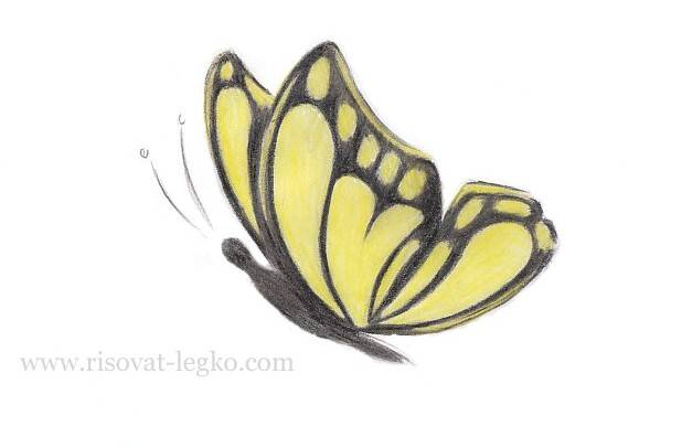 Как нарисовать бабочку поэтапно для начинающих