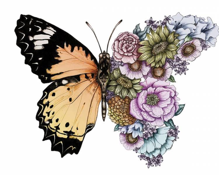 Бабочки для срисовки красивые