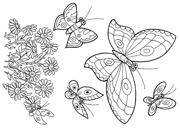 Рисунки бабочек для срисовки 