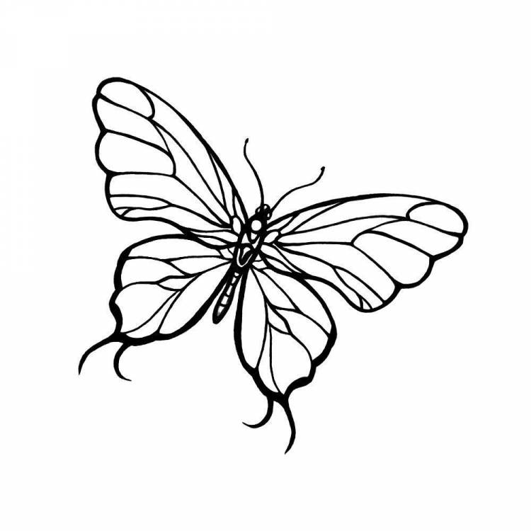Бабочки рисунки для срисовки легкие
