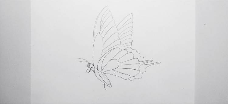 Как нарисовать бабочку