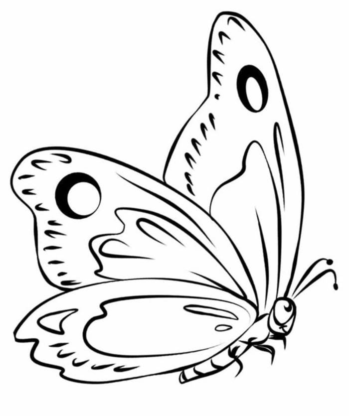 Рисунки Бабочка