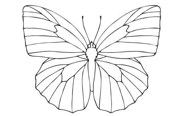 Создать мем крылья бабочки раскраска, трафарет бабочки для рисования, рисунки для срисовки бабочки
