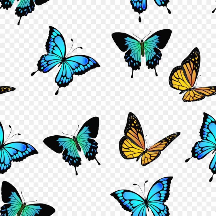 Бабочки для срисовки маленькие