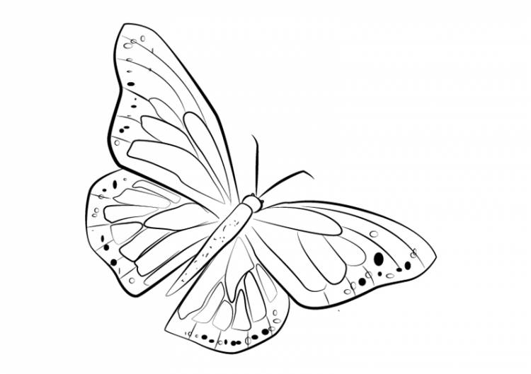 Красивые картинки бабочки для срисовки