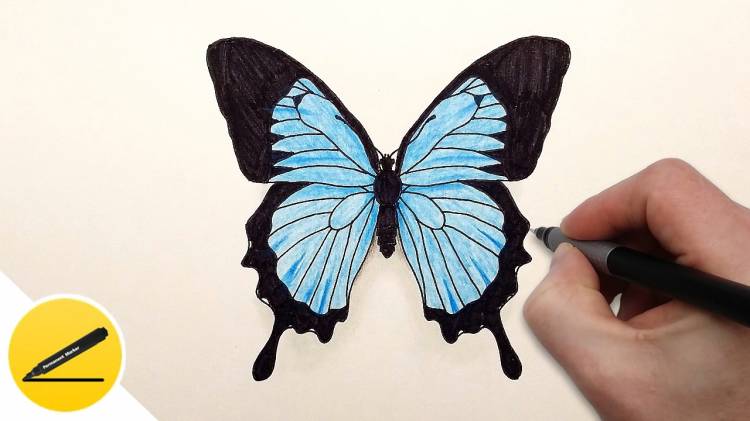 How to Draw a Butterfly Step by Step ✿ Easy Drawing Tutorial
