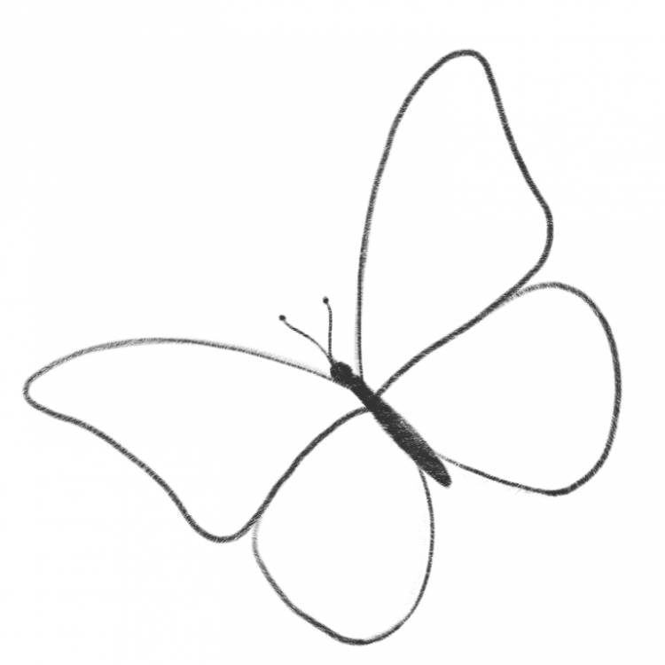 Как нарисовать бабочку карандашом для начинающих поэтапно