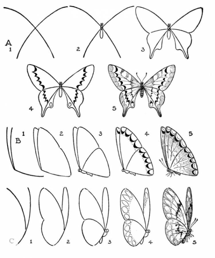 Как нарисовать бабочку карандашом пошагово