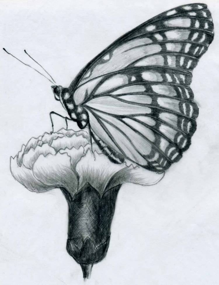 Как уроки рисования могут помочь научится изображать бабочку