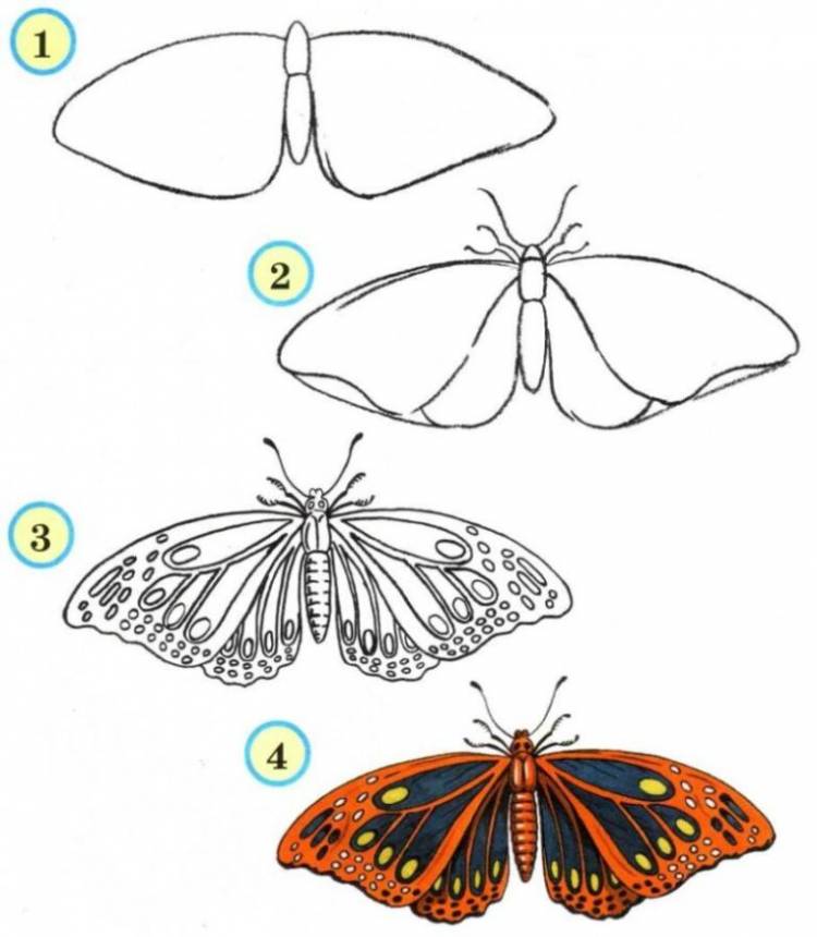Бабочки Срисовки Легкие Пошаговые 