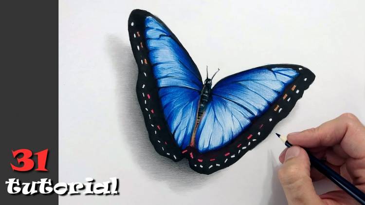 Как нарисовать бабочку цветными карандашами
