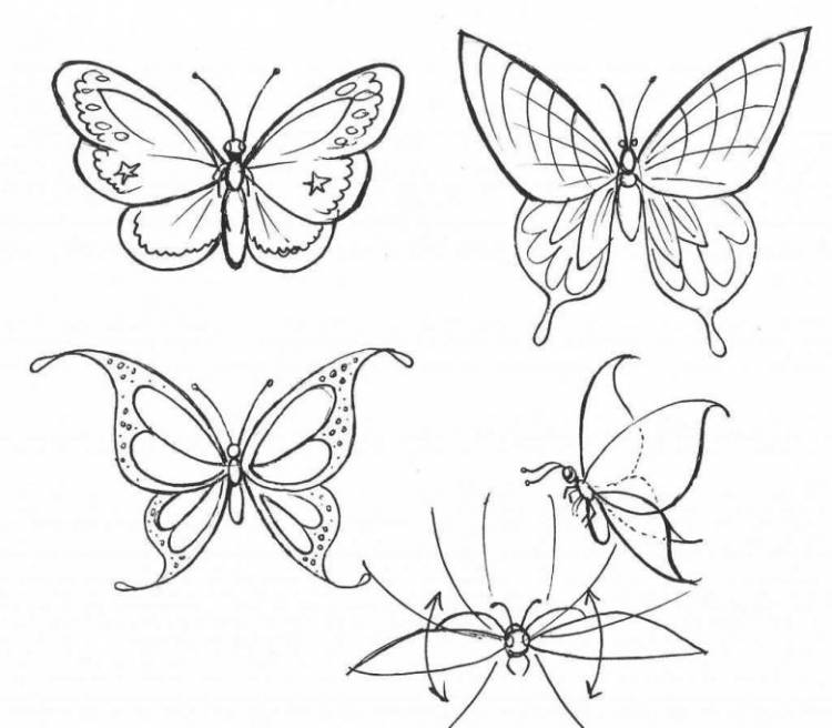 Как нарисовать бабочку поэтапно карандашом и красками