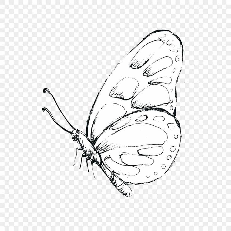 черно белая бабочка PNG рисунок, картинки и пнг прозрачный для бесплатной загрузки