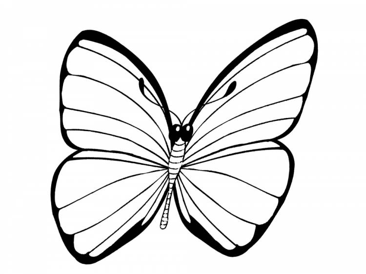 Раскрашиваем с ребенком черно-белые картинки бабочки