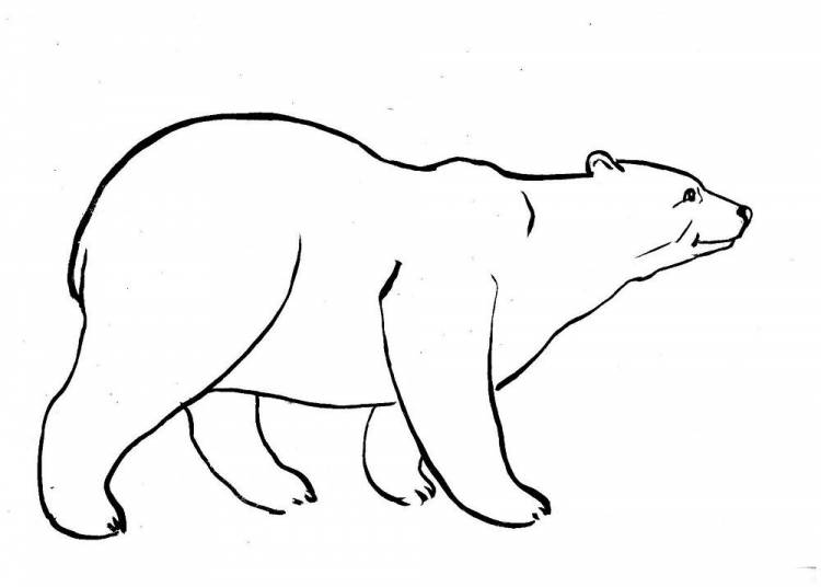 Медведь рисунок белый детский рисунок 