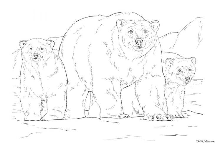 Рисунки белых медведей для срисовки 