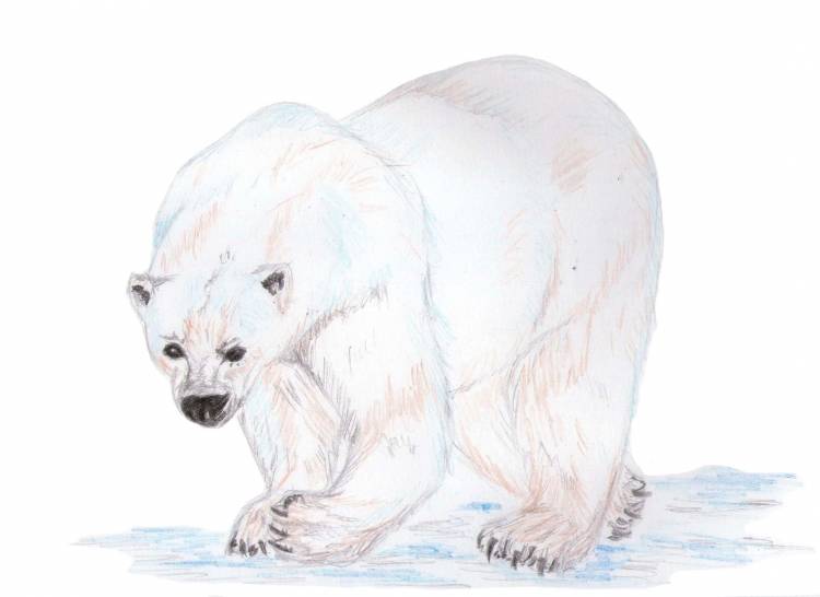 Белый медведь для срисовки